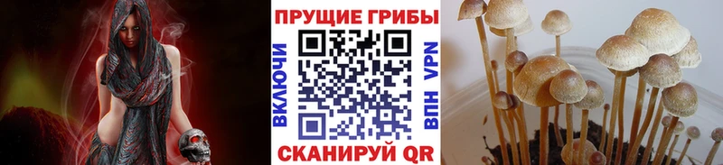 продажа наркотиков Данков Псилоцибиновые грибы Psilocybine cubensis